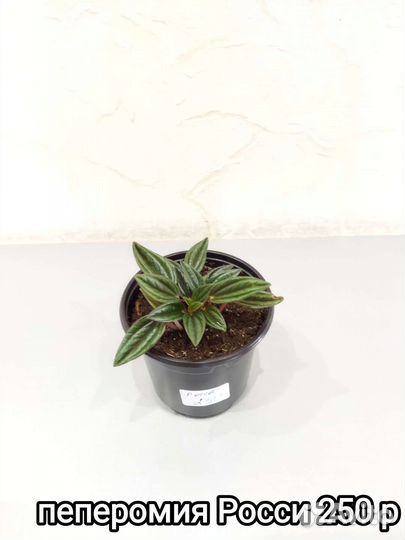 Комнатные цветы