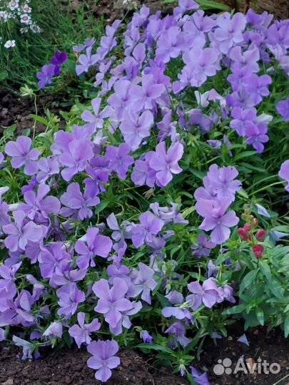 Виола многолетняя