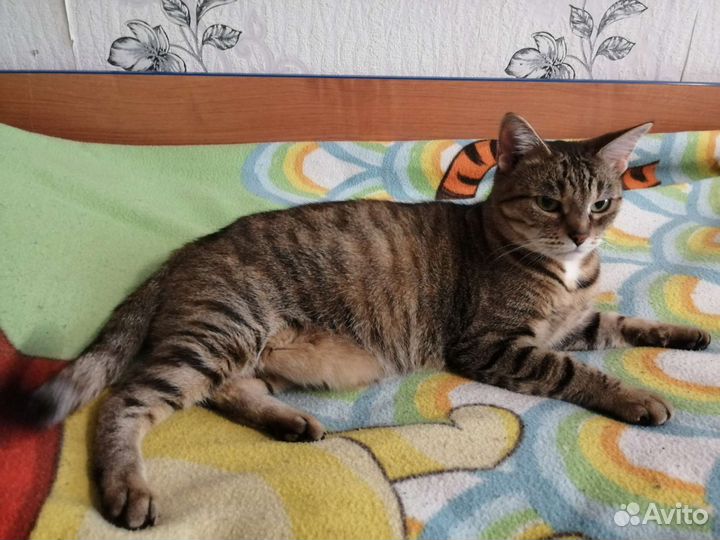 Кошка в дар бесплатно