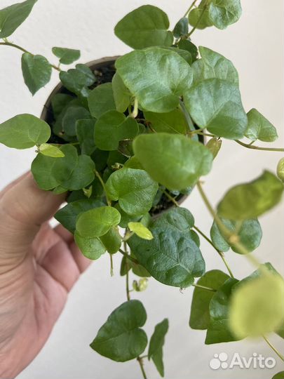 Фикус пумила