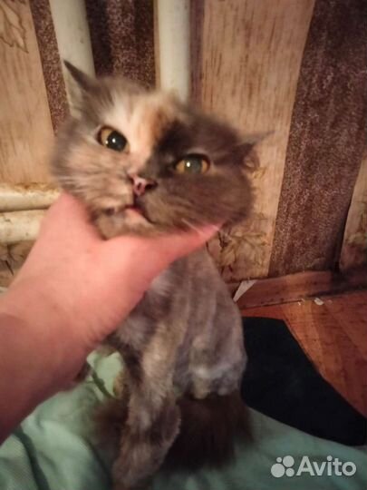 Кошка в хорошие руки