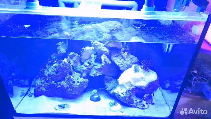 Морские аквариумы 100 литров и 40 литров