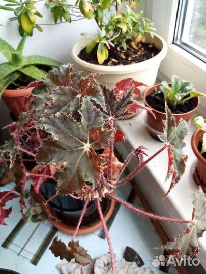 Бегония декоративно лиственная