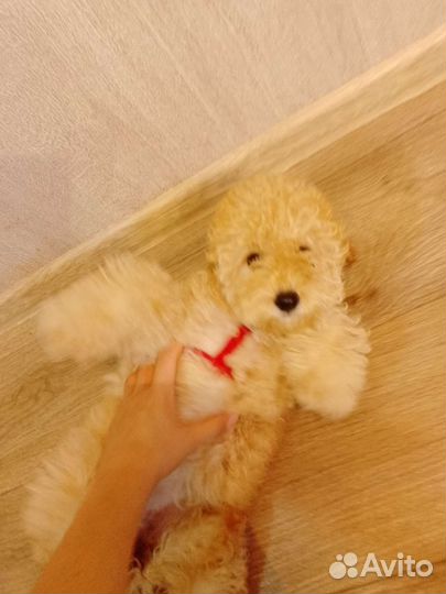 Той-пудель девочка