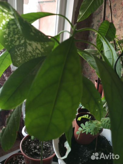 Авокадо, мандарин