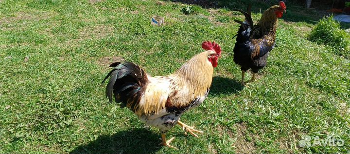 Молодые петухи