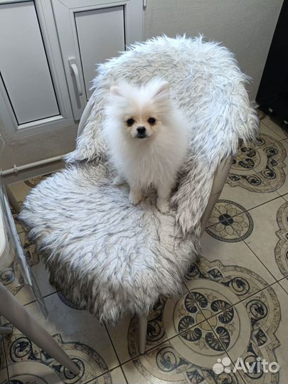 Померанский шпиц мини