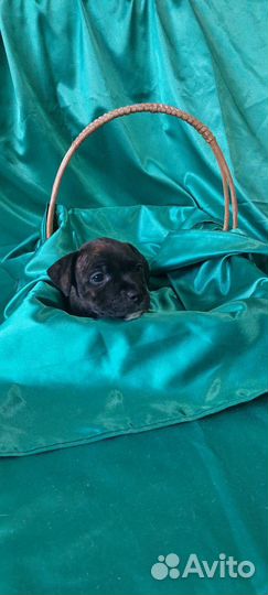 Английский стаффордширский бультерьер