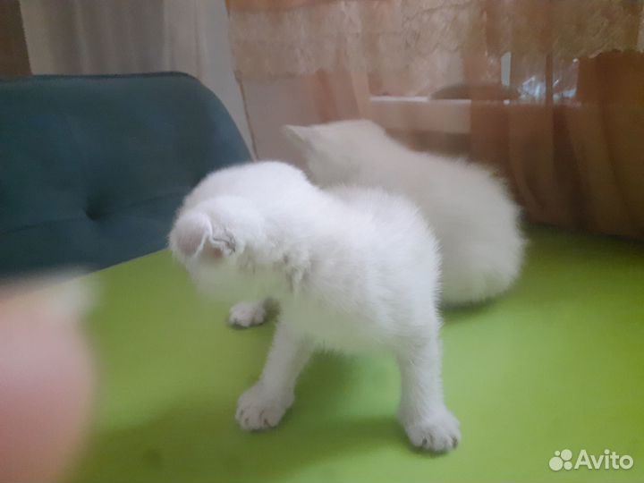 Продам вислоухих шотландцев, возрастом 1 месяц