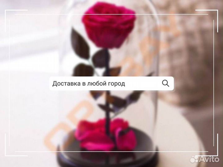 Роза в колбе. Вечная