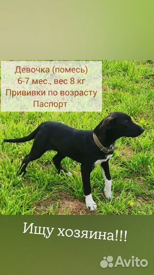 Собака в добрые руки, щенки