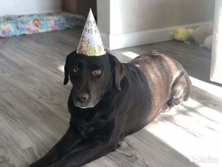 Передержка/Стрижка