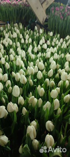 Тюльпаны