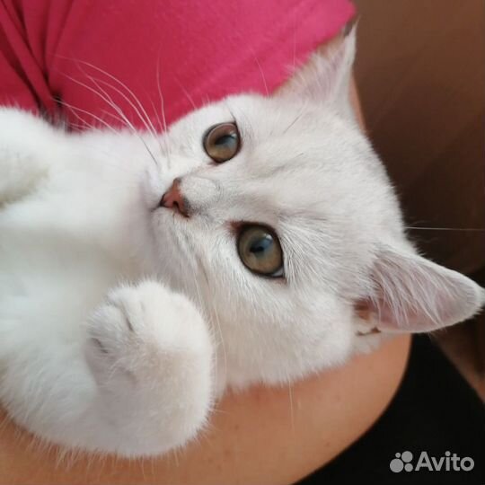 Британская