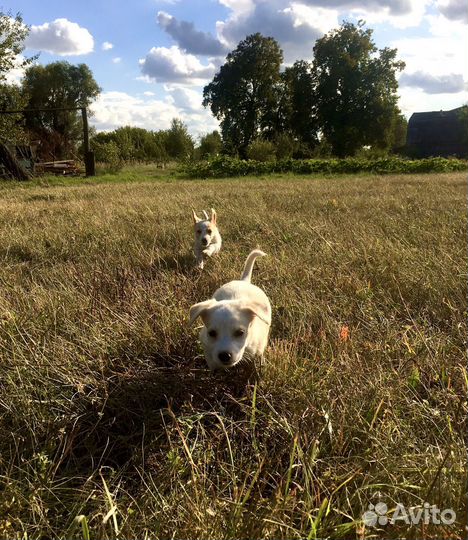 Шенки маленькие 3-4 месяца