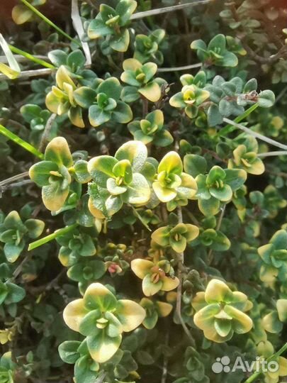 Растения для сада