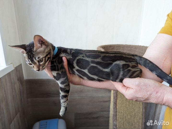 Бенгальские котята