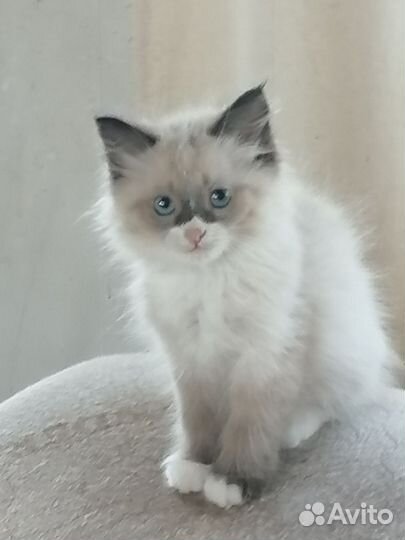 Кошечки две бесплатно в добрые руки