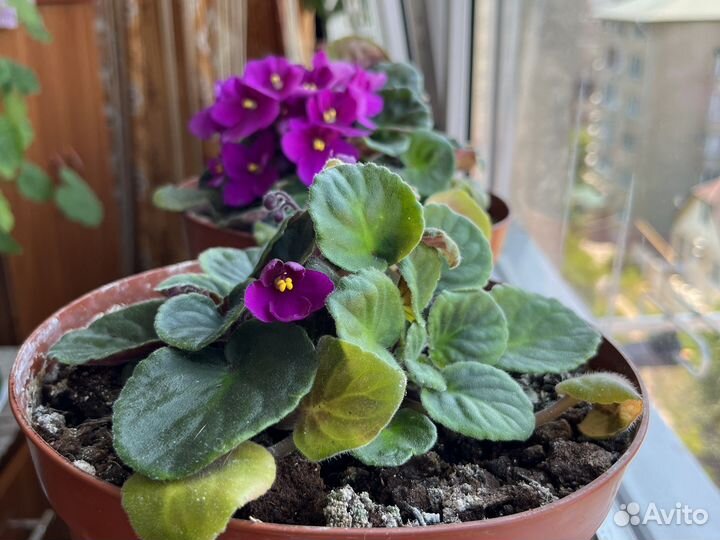 Цветы комнатные отростки