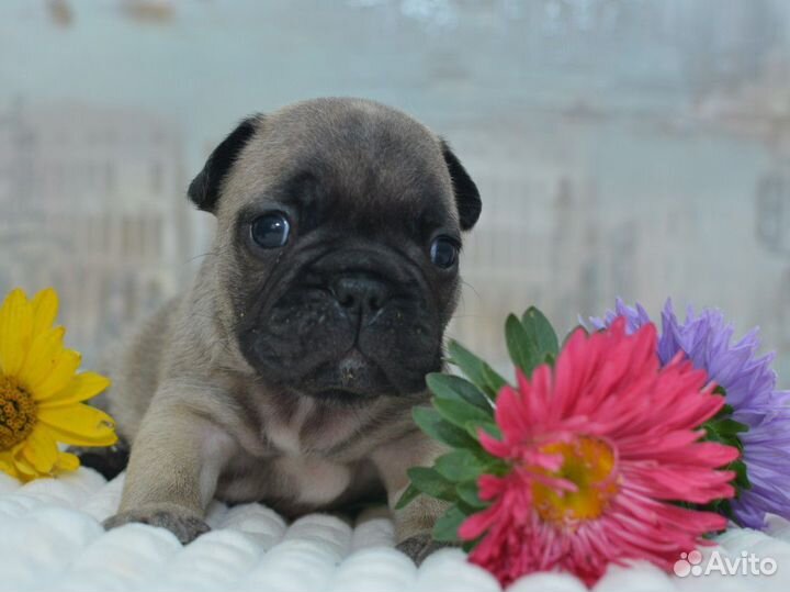 Французский бульдог щенки РКФ