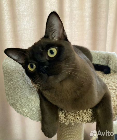 Бурманские котятки