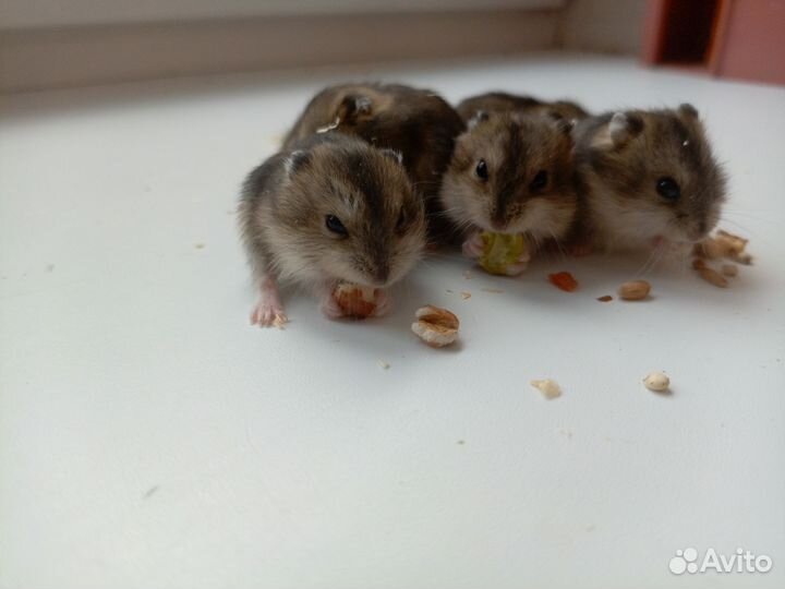 Джунгарский хомяк