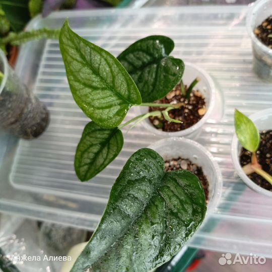 Филодендроны, монстеры