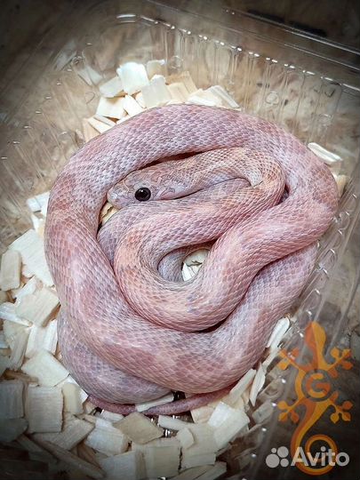 Змея маисовый полоз для новичка