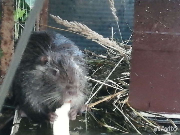 Нутрия, обмен на картошку