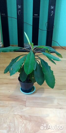 Комнатные цветы - Молочай экзотическое растение