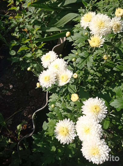 Хризантема