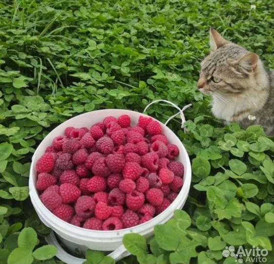 Саженцы Малина смородина клубника