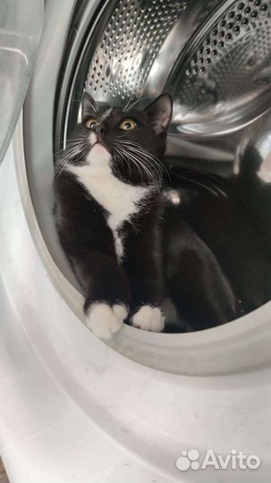 Кот ласковый