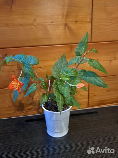 Бегония ампельная