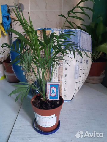 Драцена Икеа