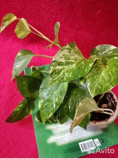 Эпипремнум