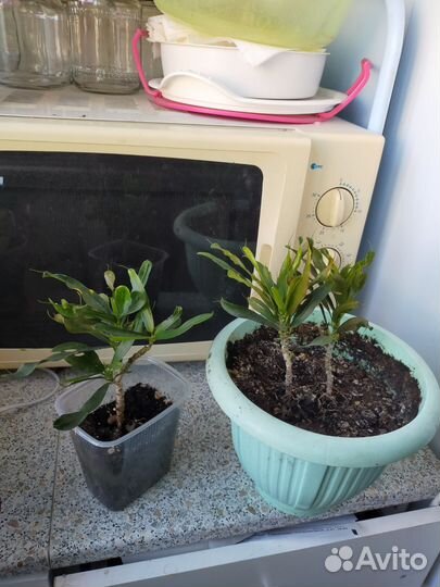 Кротон,пеперомия,эсхинатус,дек.перец