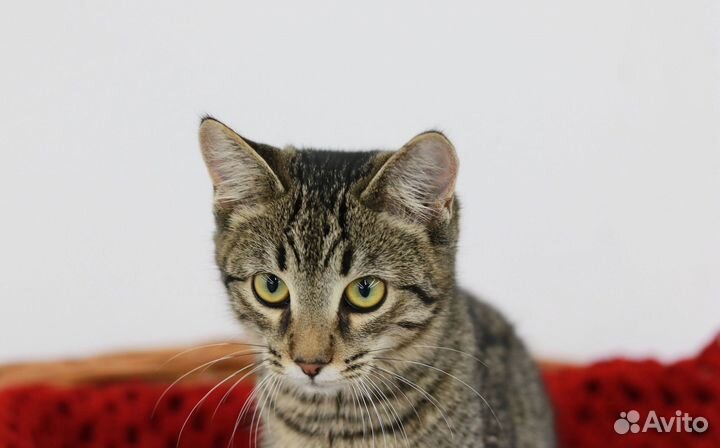 Очень ласковый котенок