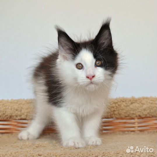 Пряник - котёнок мейн-кун