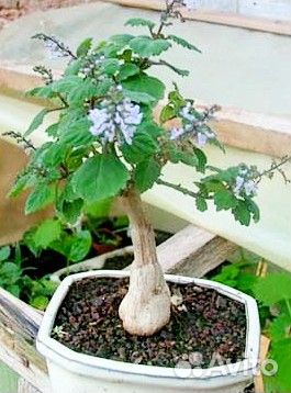 Кактусы и суккуленты