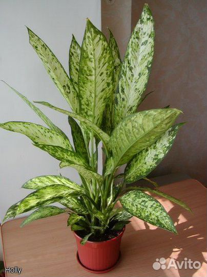 Диффенбахия Везувий