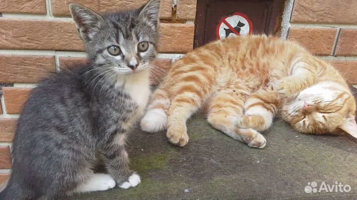 Котёнок 1,5 месяца трёхцветка умненький