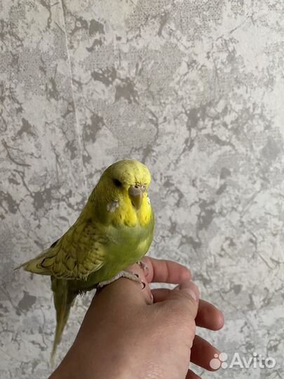 Попугай ввп