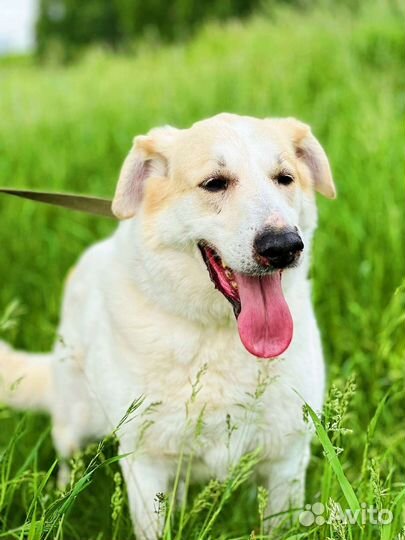 Собака не может жить без внимания человека