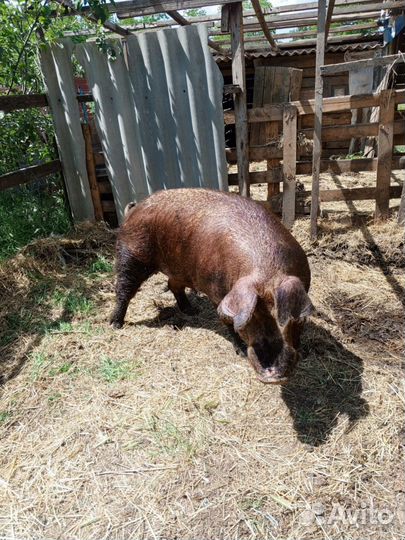 Продам кабана на племя порода Дюрок