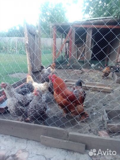 Куры нишушки