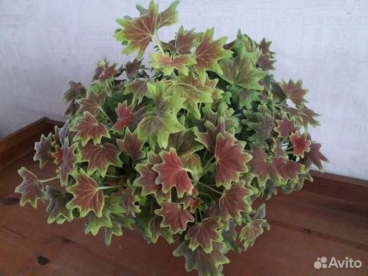 Продаю пеларгонию Vancouver мини
