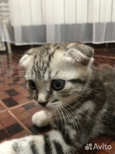 Котенок шотландец мальчик