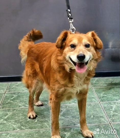 Отдадим Рыжулю-красотулю в самые заботливые руки