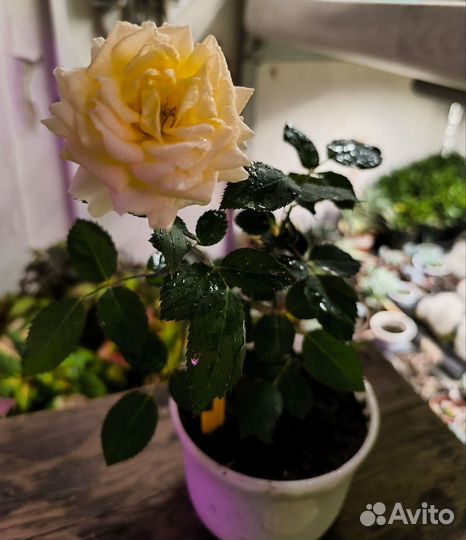 Роза комнатная